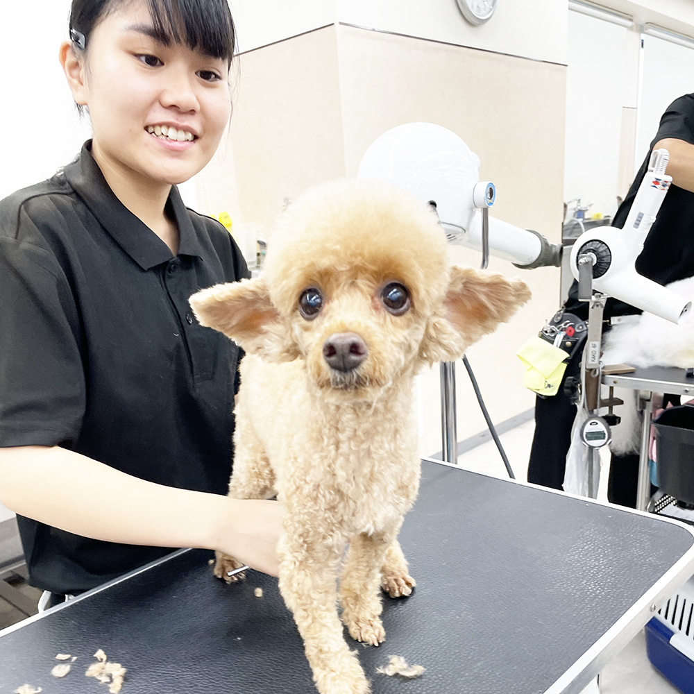 そのままお客様犬のトリミング実習！